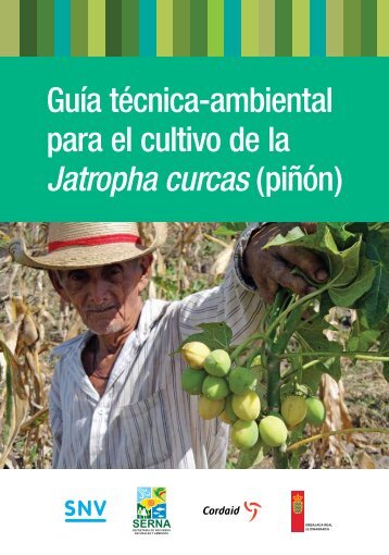 Guía técnica-ambiental para el cultivo de la Jatropha curcas ... - SNV