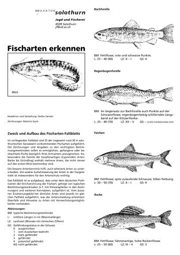 Fischarten erkennen (A4) - Kanton Solothurn