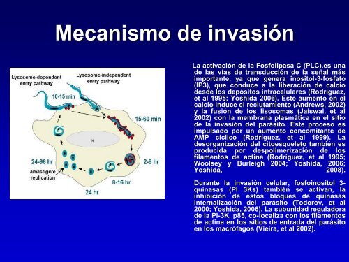 Una mirada al agente de la Enfermedad de Chagas