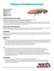 Madagascar Giant Hissing Cockroach - Ward's Science