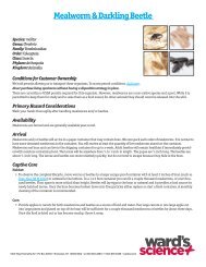 Mealworm & Darkling Beetle - Ward's Science