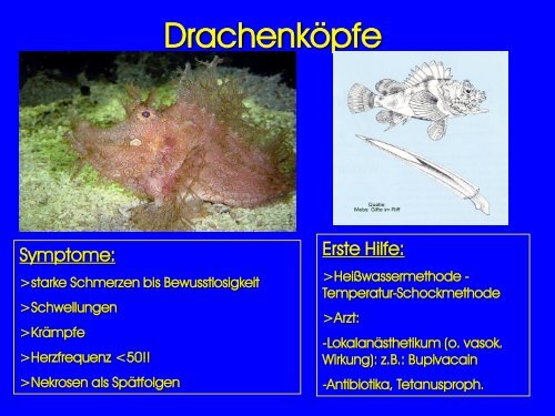 GIFTIGE UND GEFÄHRLICHE MEERESTIERE