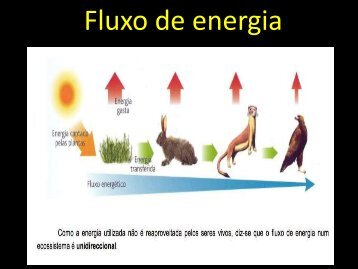 Fluxo de energia - Curso e Colégio Acesso