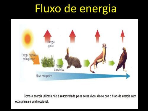 Fluxo de energia - Curso e Colégio Acesso