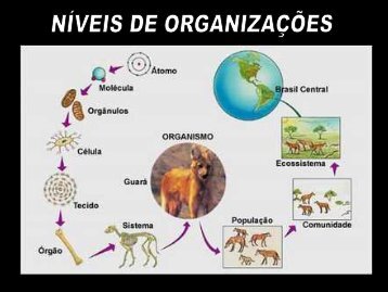 Saprobiontes - Curso e Colégio Acesso