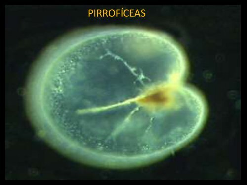 Saprobiontes - Curso e Colégio Acesso