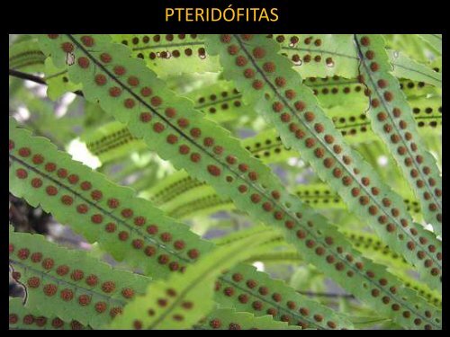 Saprobiontes - Curso e Colégio Acesso