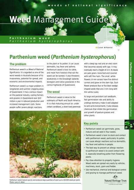 Parthenium weed (Parthenium hysterophorus) - South West NRM