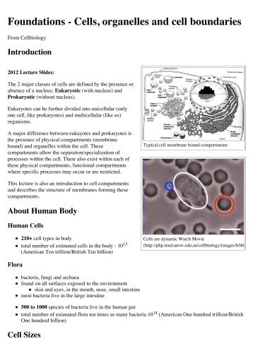 Foundations - Cells, organelles and cell boundaries - Cellbiology