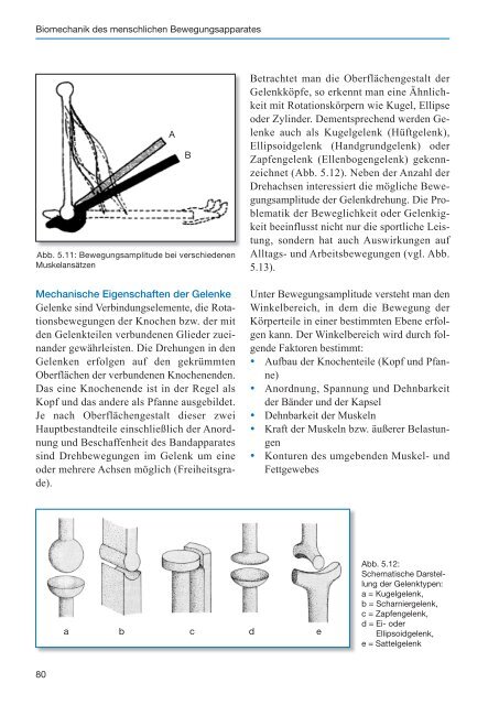 Biomechanik des menschlichen Bewegungsapparates - Spitta