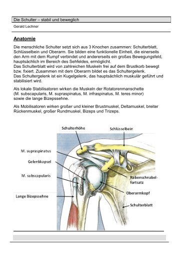 Die Schulter â stabil und beweglich