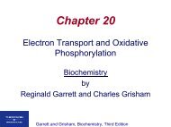 Electron Transport and Oxidative Phosphorylation