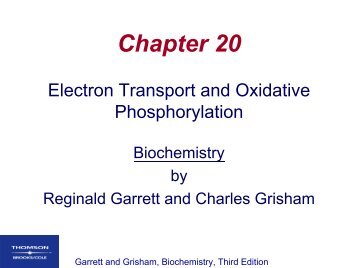 Electron Transport and Oxidative Phosphorylation