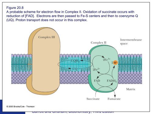 Electron Transport and Oxidative Phosphorylation