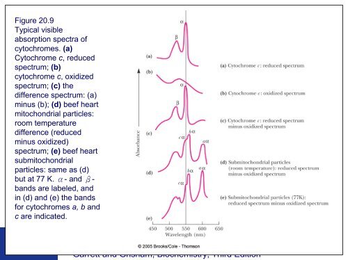 Electron Transport and Oxidative Phosphorylation