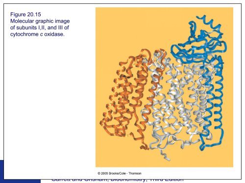 Electron Transport and Oxidative Phosphorylation