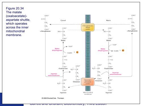 Electron Transport and Oxidative Phosphorylation