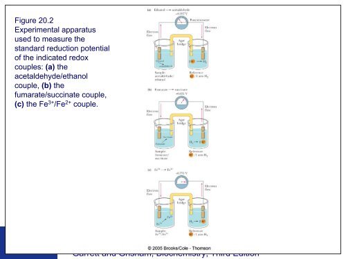 Electron Transport and Oxidative Phosphorylation