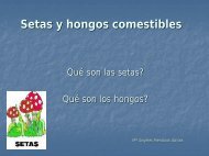 Setas y hongos comestibles - OCW UPM