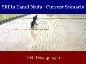 SRI in Tamil Nadu : Current Scenario - SRI - India