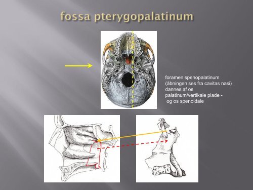 nervus trigeminus og fossa pterygopalatinum