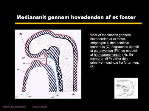 ANSIGTETS OG MUNDHULENS UDVIKLING 1