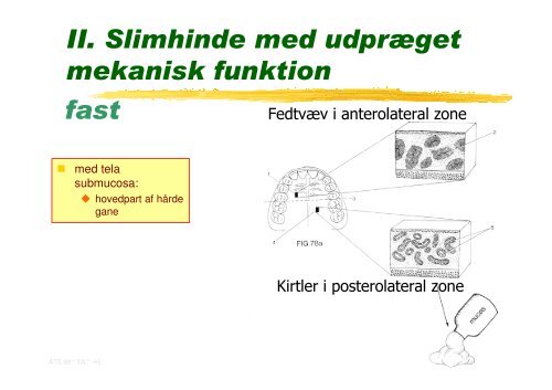 Fordoejelsessystemet.Mundhulens lag.