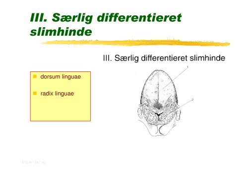 Fordoejelsessystemet.Mundhulens lag.