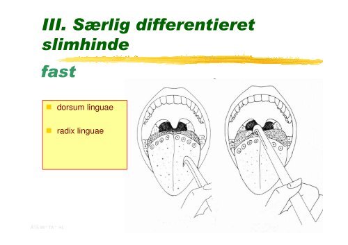 Fordoejelsessystemet.Mundhulens lag.