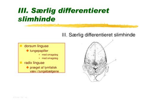 Fordoejelsessystemet.Mundhulens lag.