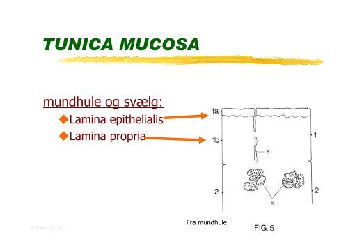 Fordoejelsessystemet.Mundhulens lag.