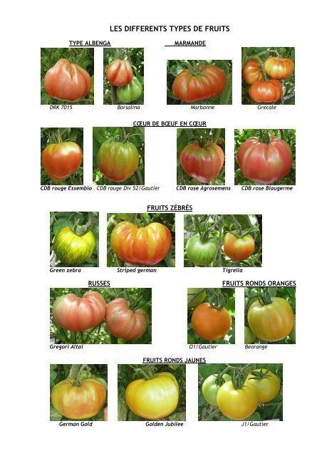 Essai variétal tomate en agriculture biologique