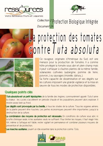 Protection des tomates contre Tuta absoluta - GRAB, Groupe de ...