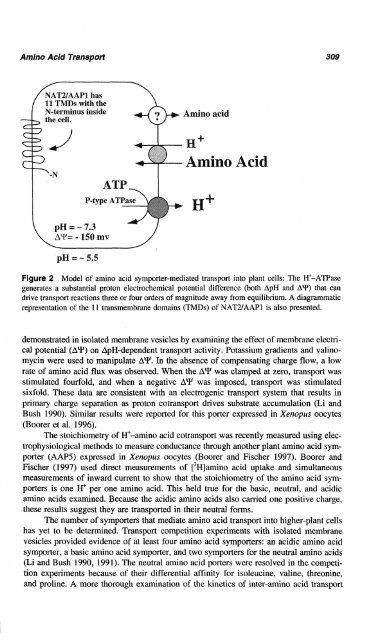 Amino Acid Transport