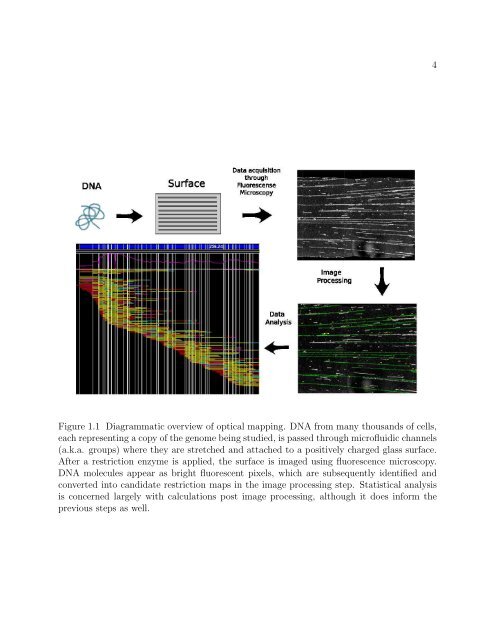 On the Analysis of Optical Mapping Data - University of Wisconsin ...