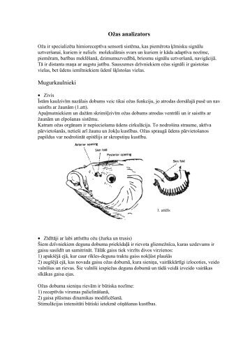 Ozzas analizators 2003.pdf