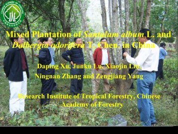 Mixed Plantation of Santalum album L. and - APAFRI-Asia Pacific ...