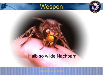 Wespen: Halb so wilde Nachbarn - Feuerwehr Meilen