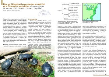 Clemmys guttata - Association du refuge des tortues