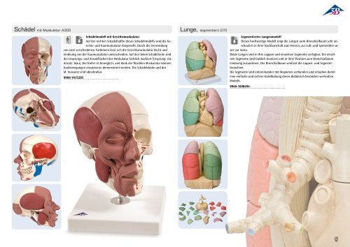 3B Scientific - Medizin Neuheiten