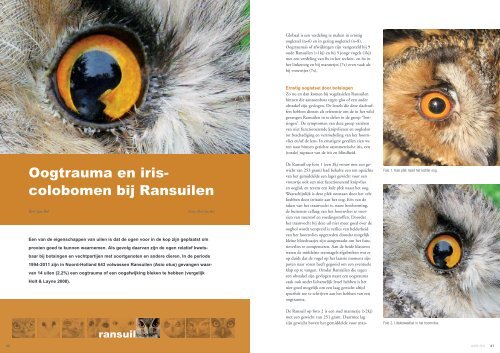 Oogtrauma en iriscoloboom bij Ransuilen