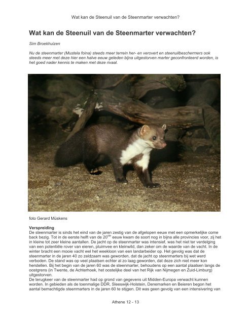Wat kan de Steenuil van de Steenmarter verwachten
