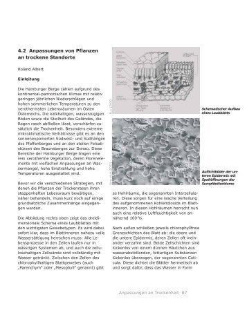 4.2 Anpassungen von Pflanzen an trockene Standorte