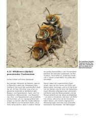 4.13 Wildbienen (Apidae) pannonischer Trockenrasen