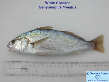 Photos of White Croaker vs. Yellow Croaker