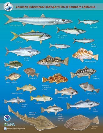 MSRP Fish Identification Card - Fish Contamination Education ...