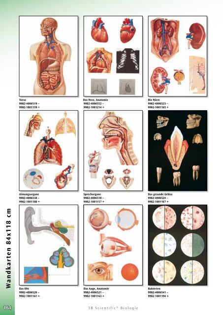 3B Scientific - Biologie Katalog