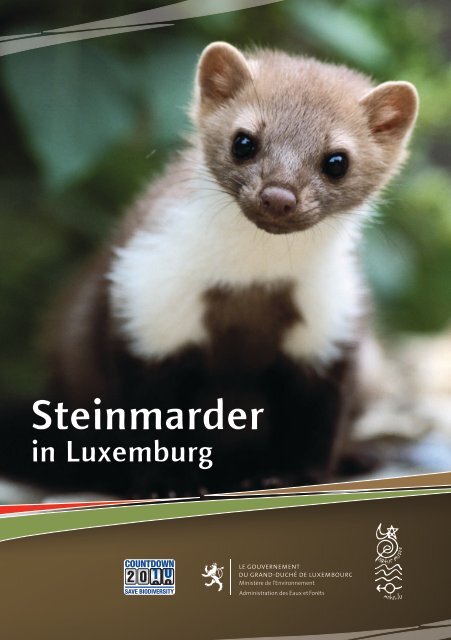 Steinmarder und Katzen - Portail de l'environnement