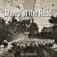 Sheep in the Road