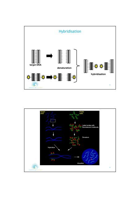 WORKSHOP BOOK Fluorescent in Situ Hybridisation - FISH - on Human Sperm